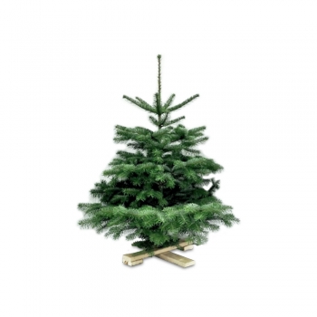 Nordmanntanne auf Holzkreuz ca. 90cm - 100 cm